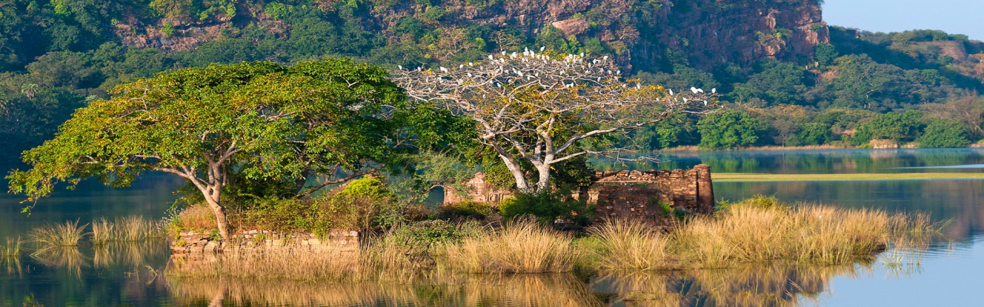 ranthambore